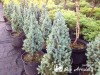 Eglė baltoji ,Sanders Blue' (lot. Picea glauca) 